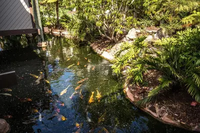 a garden with a pond with kites in it at Oceanside Beach Condos in Oceanside