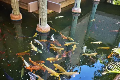 a group of koi fish in a pond at Oceanfront condo at North Coast Village in Oceanside