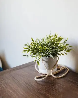 a plant in a vase sitting on a table at Casa Italia -2BR- FREE Driveway parking for 2 cars in San Diego