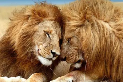 two lions with long hair sitting next to each other at Chic 2Bed And Large Serene Backyard in Heart of SD in San Diego