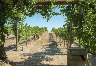 a vineyard with a barrel in the middle of a road at Hyatt The Welk 2BD in Escondido