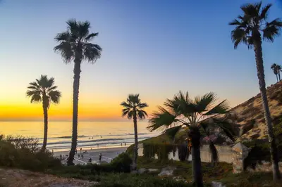 a group of palm trees on a beach at sunset at Paradise Found! - SBTC336 in Solana Beach