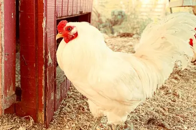a white chicken is standing next to a fence at Pet Friendly Charming Cottage with Incredible Views and Hot-tub in Rainbow, California in Fallbrook
