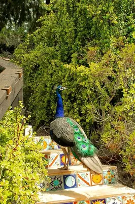 a peacock standing on top of a wall at Pet Friendly Charming Cottage with Incredible Views and Hot-tub in Rainbow, California in Fallbrook