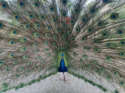 a peacock with its feathers out on the ground at Pet Friendly Fantastic Secluded Cottage with Hot-tub in Rainbow, California in Fallbrook