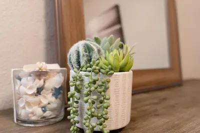a vase with a cactus on a table next to a mirror at Central San Diego 3BR Home Near Beaches in San Diego