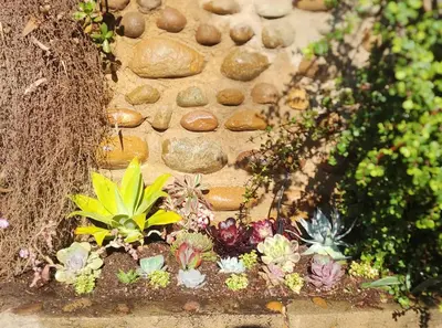a group of plants in front of a stone wall at Urban Oasis Near Downtown & Balboa Park in San Diego