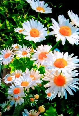 a bunch of white flowers with orange centers at La Casita Private Resort Spa and Mini Golf Course in Alpine