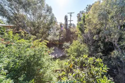 a forest filled with lots of trees and bushes at Canyon View in San Diego