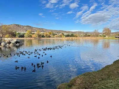 a flock of ducks swimming in a lake at Family Fun Getaway - 3BR - Games - BBQ Patio in Santee