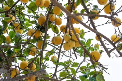 a bunch of yellow fruit on a tree at 2br Pet-Friendly Oceanside Home in Oceanside