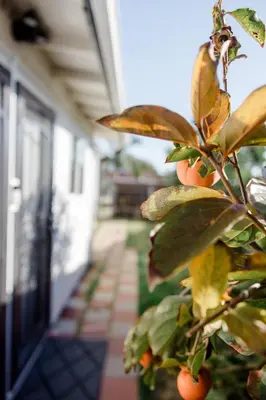 a branch of a tree with fruit on it at Mira Mesa Private Suite with Private Bath & Entry #1 in San Diego