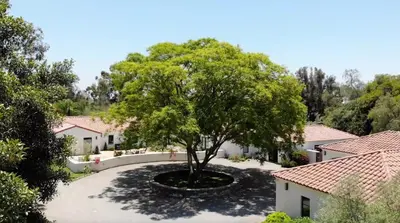 a tree in the middle of a courtyard at 2 Bedroom Lux Casita with Resort Amenities in Encinitas