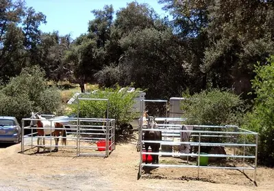 a couple of horses in a pen with a car at Oakzanita Springs Camping Resort Cabin 2 in Descanso