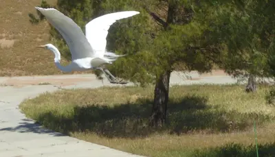 a white bird flying in the air near a tree at Mansion on the Hill let 4 Rooms, 5th cost extra in Sage
