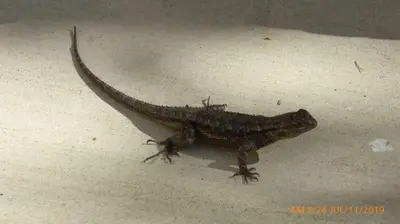 a lizard is sitting on the floor at Mansion on the Hill let 4 Rooms, 5th cost extra in Sage