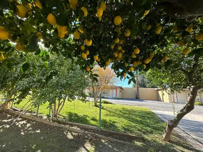 a bunch of oranges hanging from a tree at Royal Inn and Suites in Hemet