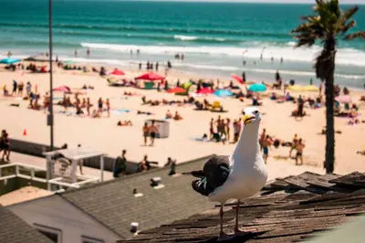 a seagull standing on top of a building at a beach at The Beach Cottages in San Diego