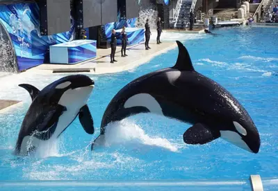 two killer whales in the water in a pool at 120-Oceanfront Penthouse 5 in San Diego