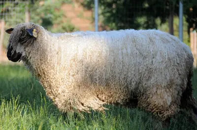 a sheep covered in wool standing in the grass at Wine Country Private Working Sheep Farm; Rustic Elegance in Temecula