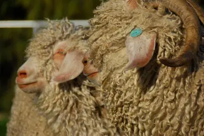 two sheep are standing next to each other at Wine Country Private Working Sheep Farm; Rustic Elegance in Temecula