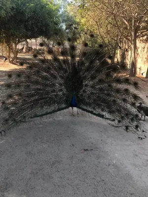 a peacock with its feathers out on the ground at Wine Country Private Working Sheep Farm; Rustic Elegance in Temecula