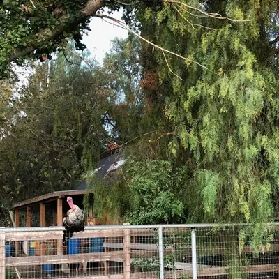 a turkey standing on top of a fence at Wine Country Private Working Sheep Farm; Rustic Elegance in Temecula