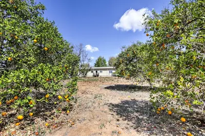 a row of orange trees in front of a house at Escondido Vineyard Estate Walk to Wineries! in Escondido