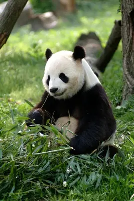 a panda bear sitting in the grass at Hotel Marisol Coronado in San Diego