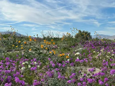 a field full of flowers on a hill at Borrego Springs Motel in Borrego Springs
