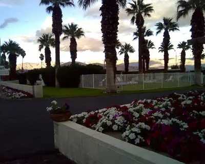 a garden of flowers with palm trees in the background at Stanlunds Inn and Suites in Borrego Springs