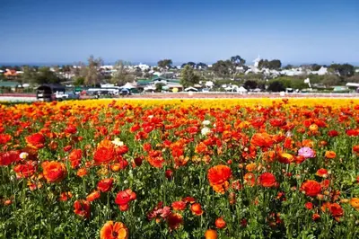 a field of colorful flowers in a field at Walk to Beach, AC, Firepit, Grill in Carlsbad
