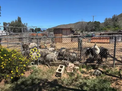 a group of animals in a fenced in field at Peaceful & Cozy 3 bedroom Ranch-Home w/Fireplace in Hemet