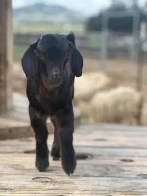 a black lamb walking down a wooden path at Peaceful & Cozy 3 bedroom Ranch-Home w/Fireplace in Hemet