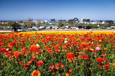 a field of colorful flowers in a field at Ocean View From Private Patio, Steps To Beach, Parking in Carlsbad